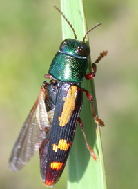 Red-legged Buprestis